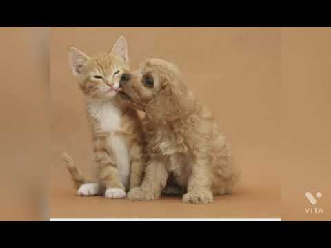 Beautiful pic of dogs and cats.