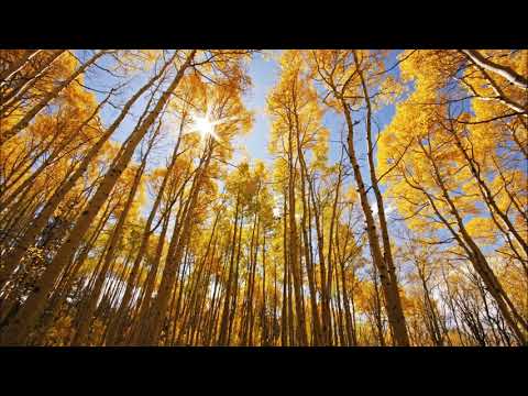 Milan Rakić - Jasika