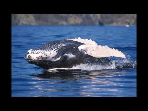 Save The Whales -  An Anti Whaling Song.