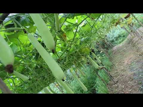 Beauti of nature ,,#nature #farming #song #theothersideofmakebelieve #beautybea