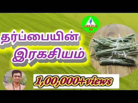 download lagu mp3 mp4 Darbha Grass Uses In Tamil, download lagu Darbha Grass Uses In Tamil gratis, unduh video klip Darbha Grass Uses In Tamil