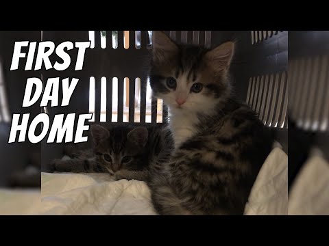 Bringing home new kittens | Kittens' first day home