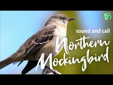 Northern Mockingbird Bird Sound, Bird Song, Bird Call, Bird Calling, Chirps