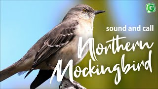 Download lagu Northern Mockingbird Bird Sound Bird Song Bird Cal... mp3