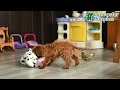 Toy Poodle dogs for sale: Max - Video 1