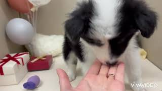 ボーダーコリーの動画01