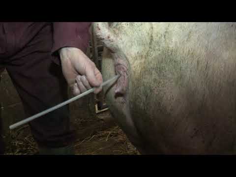 Artificial insemination (AI) guidance for pig farmers | AHDB