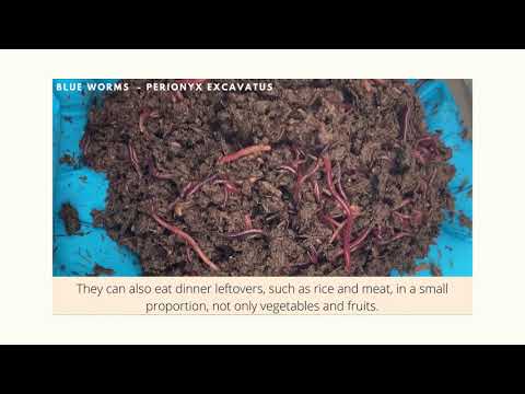 Thailand worm farm - blue worms