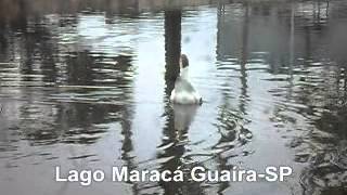 preview picture of video 'Lago Maracá Guaira SP Pato - Ernani Carreira'