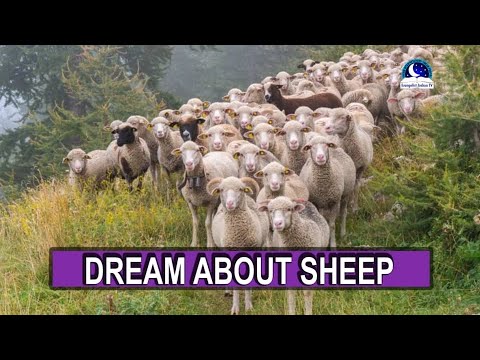 BIBLICAL MEANING OF SHEEP IN DREAM I Evangelist Joshua Dream Dictionary I