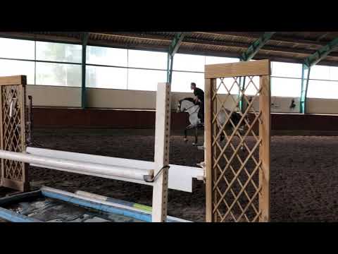 8 year old stallion by Corrado.