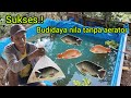 100 Sukses Budidaya Ikan Nila Tanpa Aerator Di Kolam Terpal