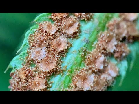 #ECOSHARE — A Day with Ferns