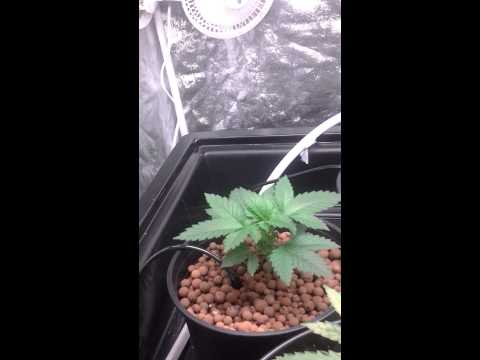 Attitude seed grow week 4