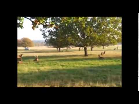 Fenton Chases Deer in Richmond Park - Original - Viral Needs
