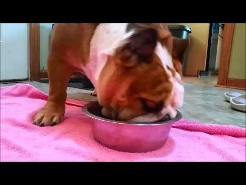 download lagu mp3 mp4 Bulldog Eating Oatmeal, download lagu Bulldog Eating Oatmeal gratis, unduh video klip Bulldog Eating Oatmeal