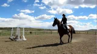 preview picture of video 'Tangram - Trakehner Gelding - Jumping'
