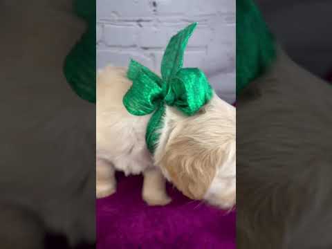Savys First Christmas Photo Shoot