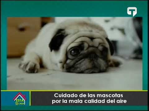 Cuidado de las mascotas por la mala calidad del aire