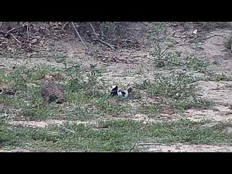 Djuma: Blacksmith Lapwing sitting on nest and chick - 10/27/20
