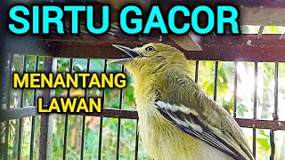 Download lagu SIRTU GACOR SUARA MENANTANG LAWAN AMPUH BIKIN SEMUA SIRTU EMOSI mp3
