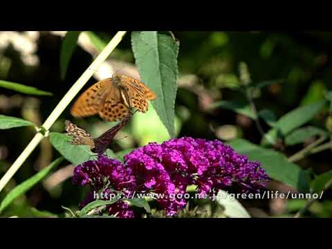 ミドリヒョウモンのオスとメスの飛翔　Silver-washed fritillary