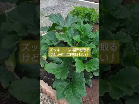 植物の生い茂る庭の境界線