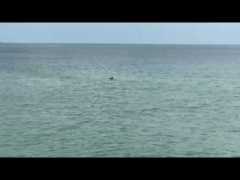 Dolphin watching from the pier in Daytona