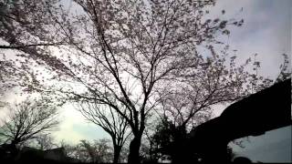 preview picture of video '今日の桜　車から'