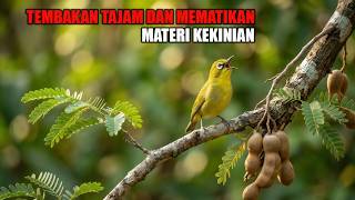 Download lagu PANCINGAN PLECI NEMBAK WIT WIT WIT NGOTOT , BIKIN LAWAN CEPAT NEMBAK DAN BUKPAR mp3 Download lagu PANCINGAN PLECI NEMBAK WIT WIT WIT NGOTOT , BIKIN LAWAN CEPAT NEMBAK DAN BUKPAR mp3