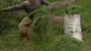 Download lagu STORY WA Tukang Ngarit Viral mp3