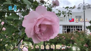 🇹🇼台湾暮らし🌴【ぼっち主婦の自由時間🌹】南国散歩は、涼しい今のうちに🚶‍♀️