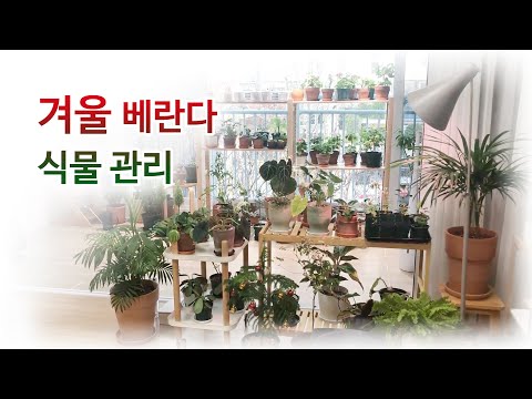 , title : '겨울철 베란다 식물 관리 어떻게?'