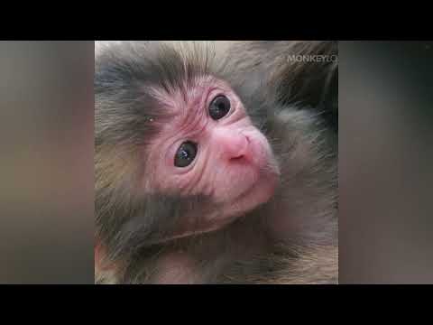 if you ever did something to a monkey, you should watch this video...