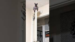 funny cat 🤣🤣#cat#cute#catvideos#funny#catshorts