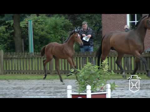 HEI149 Stutfohlen von Cash and Carry - Contendro I - Barinello