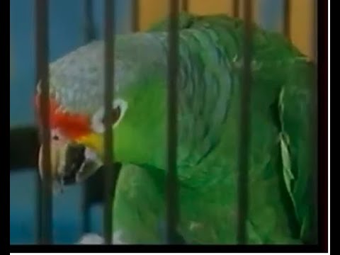 Marc et Sophie 167 Un perroquet très cabot (Perroquet)