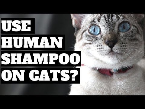 YouTube video about: Can you use human conditioner on cats?