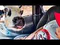 Funniest Animal Videos 1 HOUR