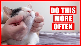 15 Things You Should Do For Your Cat More Often (Instantly Improve Your Cats' Life)