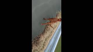土佐犬の散歩