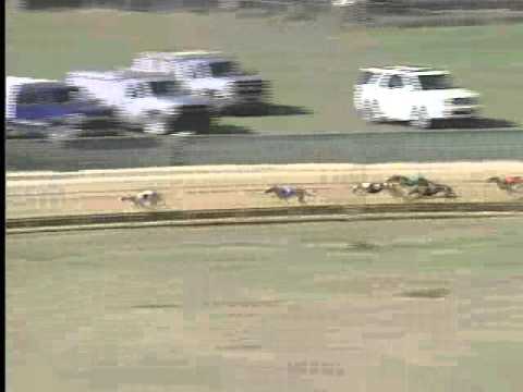 Race 4 Greyhound Breeders of Arkansas Main Stake