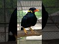 Talking Bird Moyna Pakhi Moina Bird Shorts