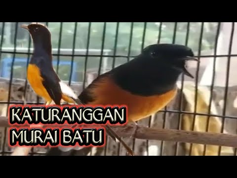 download lagu mp3 mp4 Ciri Ciri Murai Petarung, download mp3 Ciri Ciri Murai Petarung free download mp3, download mp3 Ciri Ciri Murai Petarung