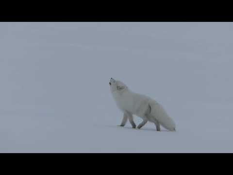 Kuuntele, miten Suomen uhanalaisin nisäkäs, eli naali, haukkuu!