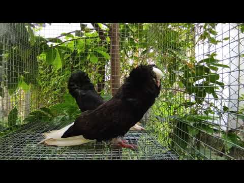 Black capuchine pigeon for sale, contact me at 9344411221, 9488233443 Location: Thuckalay.