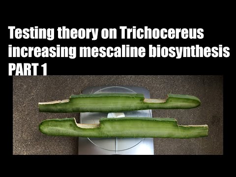 Testing Idea on Increasing Mescaline Biosynthesis. Part 1