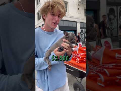 Er verdient 15.000 $/MONAT mit dem Verkauf von Hunden am Venice Beach🤑#shorts