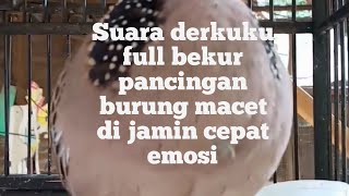 Download lagu suara derkuku full manggung pancingan agar burung cepat bekur mp3 Download lagu suara derkuku full manggung pancingan agar burung cepat bekur mp3