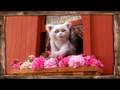 Lomax The Hound Of Music Opening Theme Song